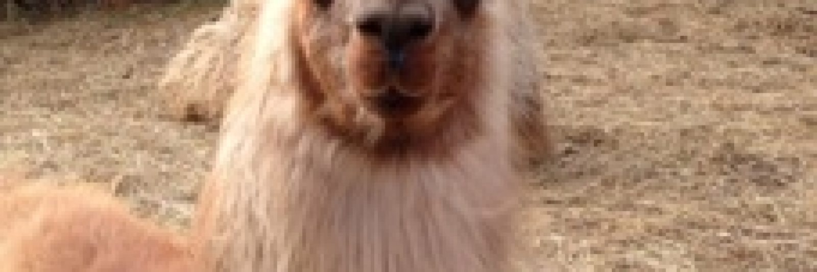 Lama