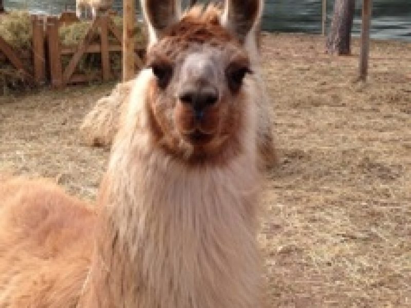 Lama