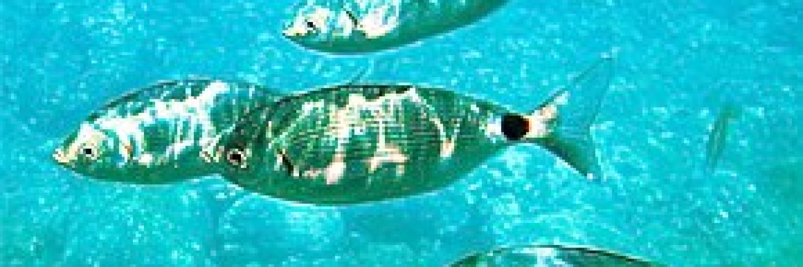 poissons