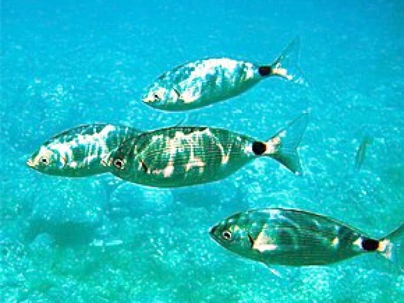 poissons