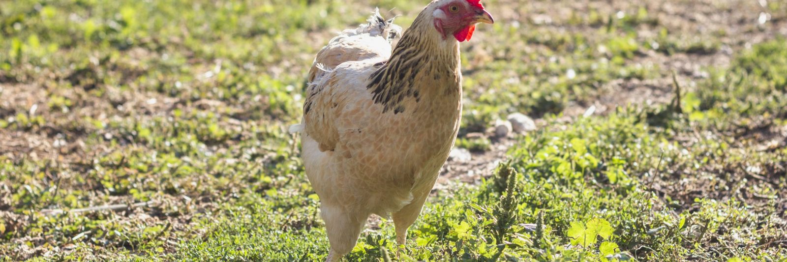 poule