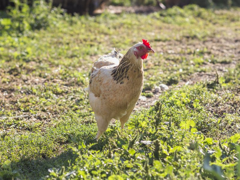 poule